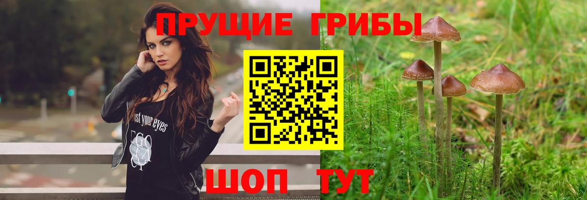 Псилоцибиновые грибы Cubensis  Вход с VPN  Курчатов  Галлюциногенные грибы MAGIC MUSHROOMS 